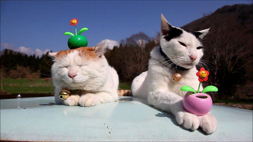 Here's a kitty, there's a kitty, and another little kitty, fuzzy kitty, funny kitty, kitty, kitty, MOM!