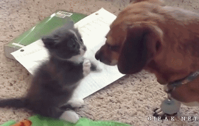 Take this ADORABLE quiz, it might surprise you!