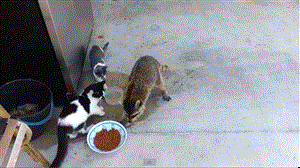 Take this ADORABLE quiz, it might surprise you!