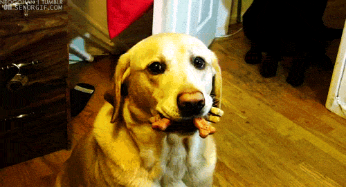 Take this ADORABLE quiz, it might surprise you!
