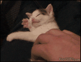 Have you ever looked upon the internet’s favorite furry creatures and wondered which feline personality was just like your own? Your wondering may finally cease - find out which celebrity cat is your animal-esque doppelgänger right MEOW!