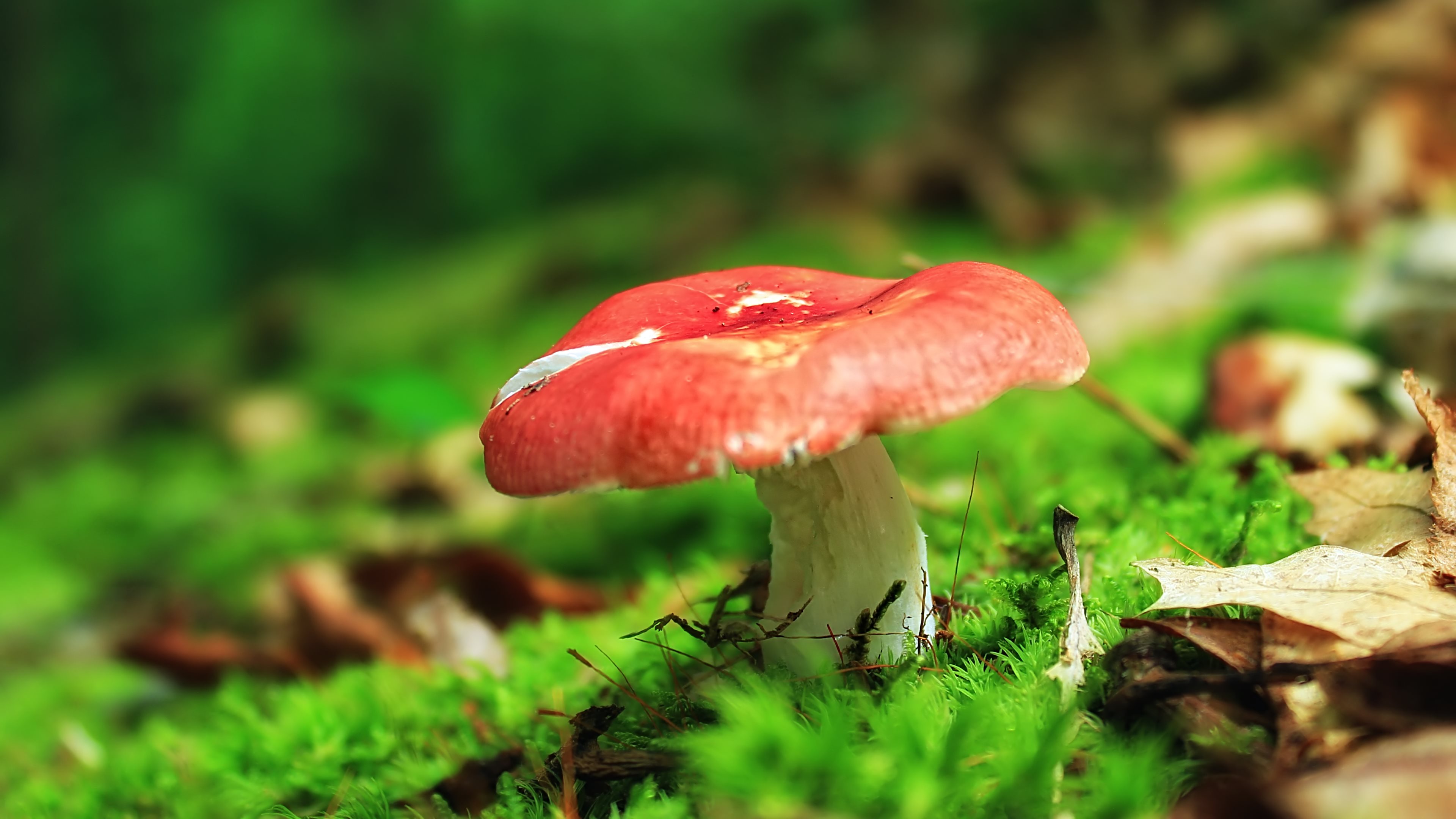Want to know your Psychological age? Take this quiz and find out today!