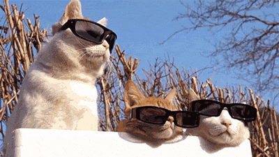 Here's a kitty, there's a kitty, and another little kitty, fuzzy kitty, funny kitty, kitty, kitty, MOM!