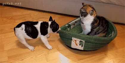 Take this ADORABLE quiz, it might surprise you!