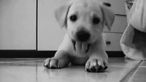 Take this ADORABLE quiz, it might surprise you!