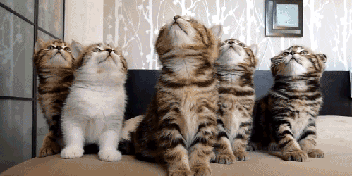 Here's a kitty, there's a kitty, and another little kitty, fuzzy kitty, funny kitty, kitty, kitty, MOM!