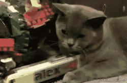 Take this ADORABLE quiz, it might surprise you!