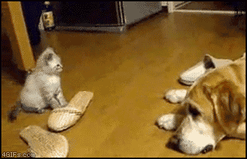 Take this ADORABLE quiz, it might surprise you!