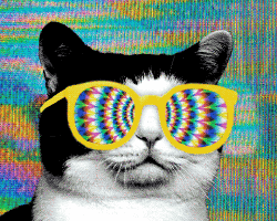 Do you think you’re a cat whisperer? Think you have a way with the kitties? Well not until you’ve encountered Grumpy Cat! Find out if you’d even have a chance being friends with this frowning feline.