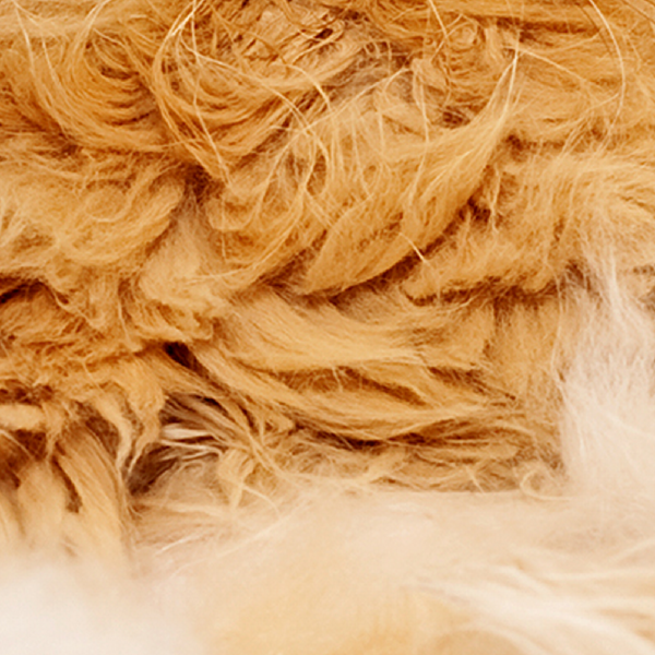 Have you ever looked upon the internet’s favorite furry creatures and wondered which feline personality was just like your own? Your wondering may finally cease - find out which celebrity cat is your animal-esque doppelgänger right MEOW!