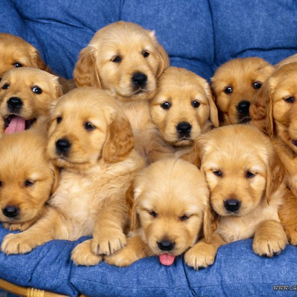 Take this ADORABLE quiz, it might surprise you!