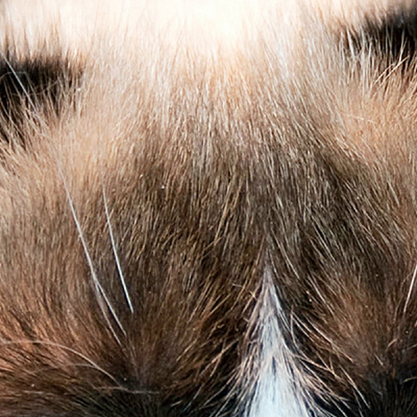 Have you ever looked upon the internet’s favorite furry creatures and wondered which feline personality was just like your own? Your wondering may finally cease - find out which celebrity cat is your animal-esque doppelgänger right MEOW!
