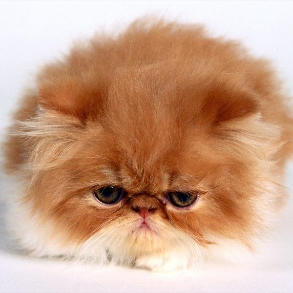 Take this ADORABLE quiz, it might surprise you!