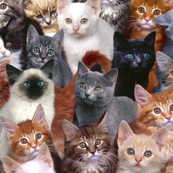 Here's a kitty, there's a kitty, and another little kitty, fuzzy kitty, funny kitty, kitty, kitty, MOM!