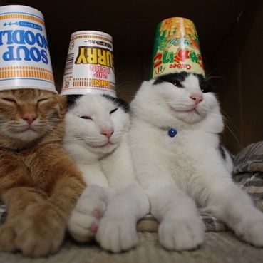 Here's a kitty, there's a kitty, and another little kitty, fuzzy kitty, funny kitty, kitty, kitty, MOM!