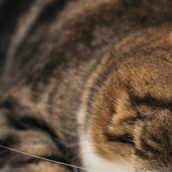 Have you ever looked upon the internet’s favorite furry creatures and wondered which feline personality was just like your own? Your wondering may finally cease - find out which celebrity cat is your animal-esque doppelgänger right MEOW!