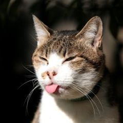 Here's a kitty, there's a kitty, and another little kitty, fuzzy kitty, funny kitty, kitty, kitty, MOM!