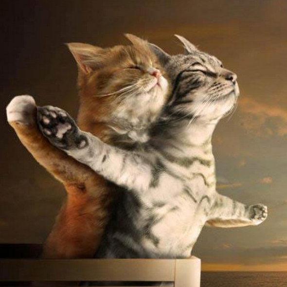 Here's a kitty, there's a kitty, and another little kitty, fuzzy kitty, funny kitty, kitty, kitty, MOM!