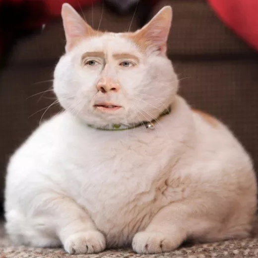 Here's a kitty, there's a kitty, and another little kitty, fuzzy kitty, funny kitty, kitty, kitty, MOM!