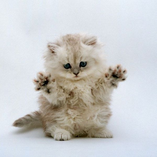 Take this ADORABLE quiz, it might surprise you!