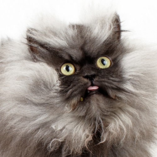 Here's a kitty, there's a kitty, and another little kitty, fuzzy kitty, funny kitty, kitty, kitty, MOM!