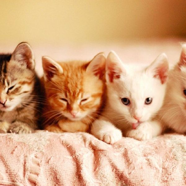 Take this ADORABLE quiz, it might surprise you!
