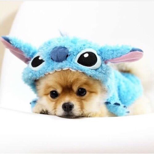 Which The Secret life Of Pets Character Are You? Take this quiz and find out today!