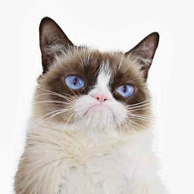 Do you think you’re a cat whisperer? Think you have a way with the kitties? Well not until you’ve encountered Grumpy Cat! Find out if you’d even have a chance being friends with this frowning feline.