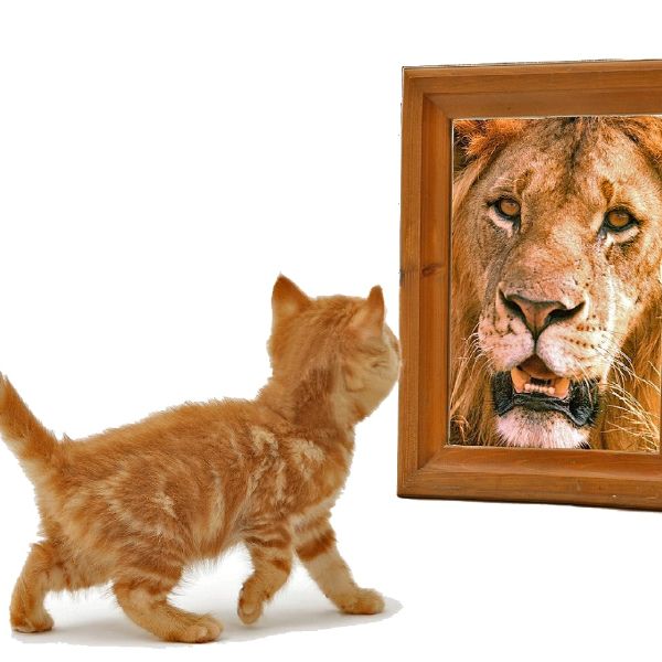 Have you ever looked upon the internet’s favorite furry creatures and wondered which feline personality was just like your own? Your wondering may finally cease - find out which celebrity cat is your animal-esque doppelgänger right MEOW!