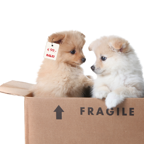 Take this ADORABLE quiz, it might surprise you!