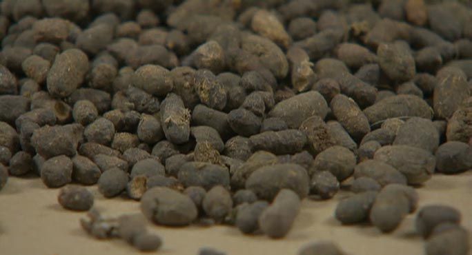 Can you tell the difference between Traditional Chinese Medicine (TCM) and fictional made up treatments? Take this quiz and find out how much you know today!