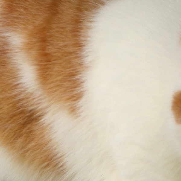 Have you ever looked upon the internet’s favorite furry creatures and wondered which feline personality was just like your own? Your wondering may finally cease - find out which celebrity cat is your animal-esque doppelgänger right MEOW!