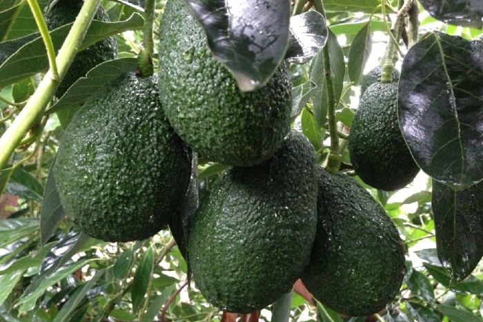 One of the most frustrating things in life is when you think you buy a good avocado. You bring it home and open it up to find that it's actually rock hard or mush, brown and rotten. What a disappointment. Test your avocado picking skills here!