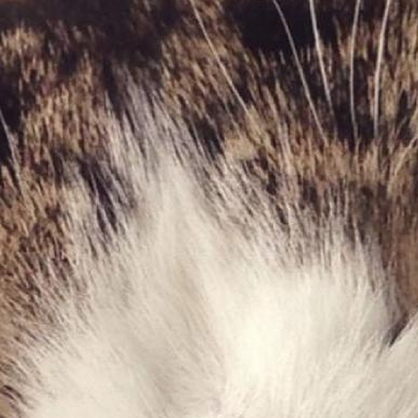Have you ever looked upon the internet’s favorite furry creatures and wondered which feline personality was just like your own? Your wondering may finally cease - find out which celebrity cat is your animal-esque doppelgänger right MEOW!