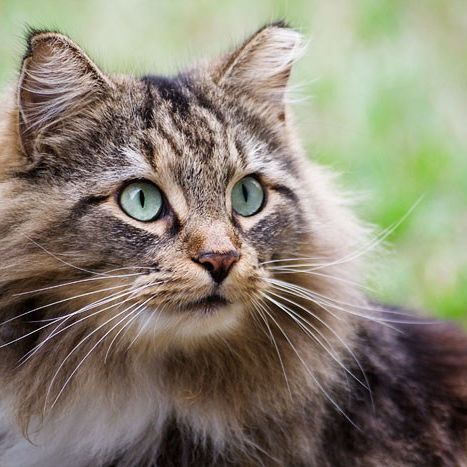Here's a kitty, there's a kitty, and another little kitty, fuzzy kitty, funny kitty, kitty, kitty, MOM!