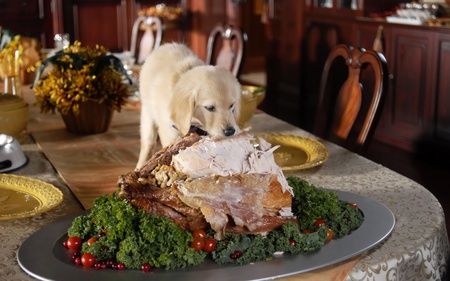 What lame joke should you tell everyone at the table during Thanksgiving dinner? Take this quiz and find out today!