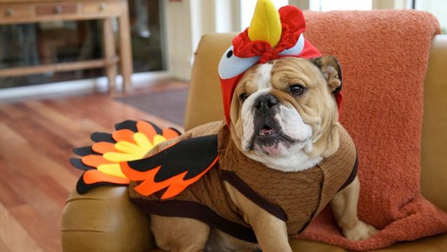 What lame joke should you tell everyone at the table during Thanksgiving dinner? Take this quiz and find out today!