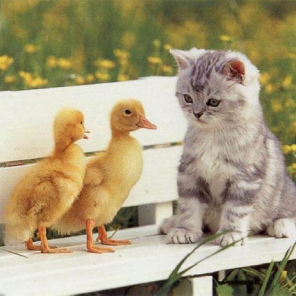 Take this ADORABLE quiz, it might surprise you!