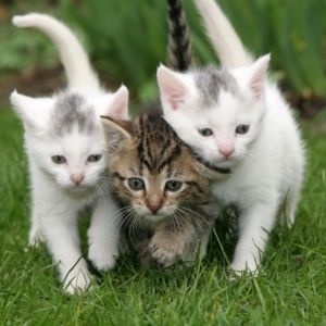 Take this ADORABLE quiz, it might surprise you!