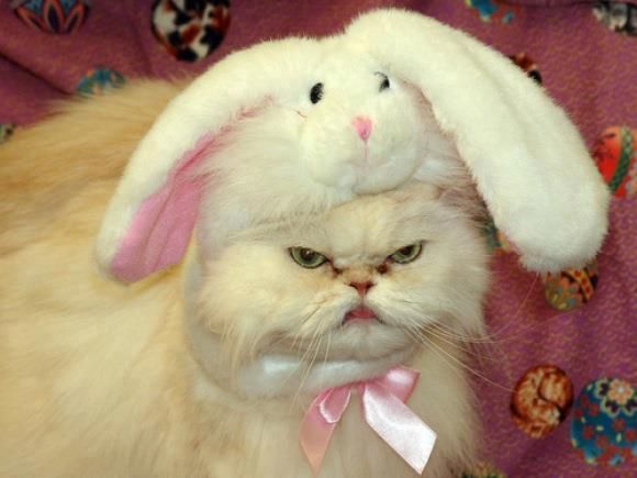 Forget about being a cat person or a dog person, are you actually a cat or a dog? Do you enjoy coughing up hairballs or smelling other people’s butts? Find out if you’re really a cat or a dog!