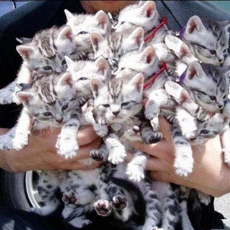 Here's a kitty, there's a kitty, and another little kitty, fuzzy kitty, funny kitty, kitty, kitty, MOM!
