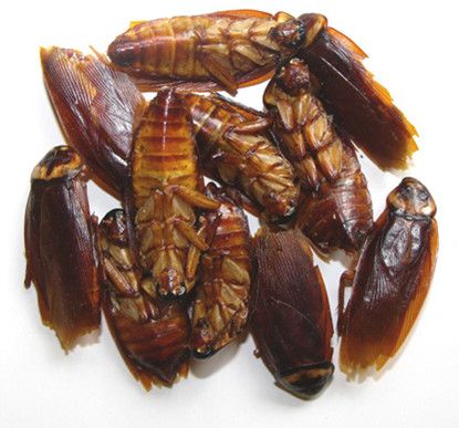 Can you tell the difference between Traditional Chinese Medicine (TCM) and fictional made up treatments? Take this quiz and find out how much you know today!