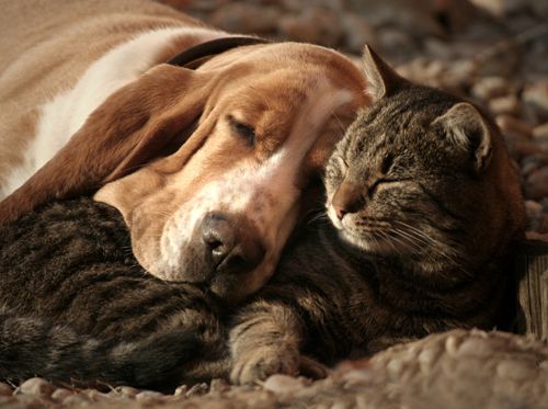Forget about being a cat person or a dog person, are you actually a cat or a dog? Do you enjoy coughing up hairballs or smelling other people’s butts? Find out if you’re really a cat or a dog!