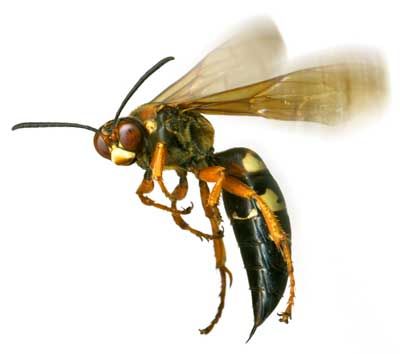 Float Like A Butterfly, Sting Like A Bee... Which Muhammad Ali Quote Should Be Your Motto? Take this quiz and find out today!