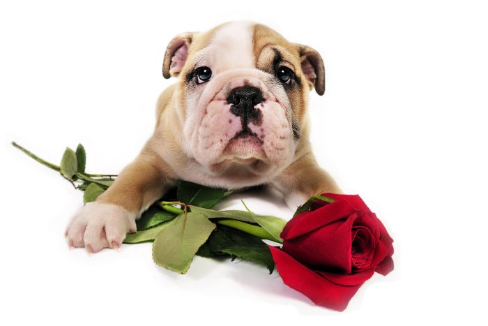 Can we guess what you really want for Valentine's day? Take this quiz and find out today!