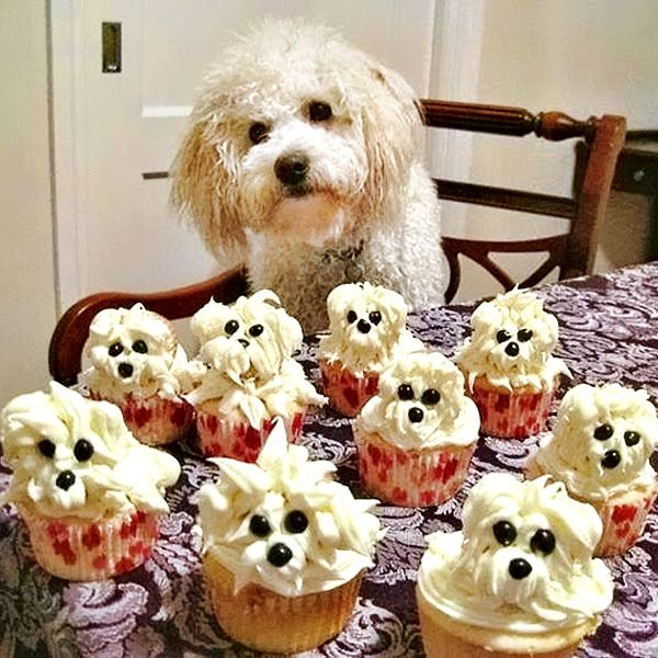 Cupcakes are scrumptiously, delicious, fluffy mini-cakes of sugary goodness! Find out which air-whipped, cream-covered, one-of-a-kind cupcake you are today!