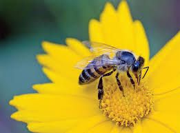 Float Like A Butterfly, Sting Like A Bee... Which Muhammad Ali Quote Should Be Your Motto? Take this quiz and find out today!