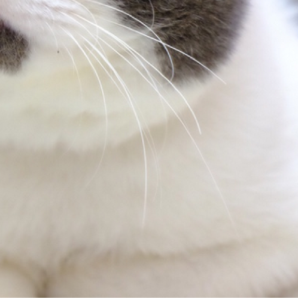 Have you ever looked upon the internet’s favorite furry creatures and wondered which feline personality was just like your own? Your wondering may finally cease - find out which celebrity cat is your animal-esque doppelgänger right MEOW!