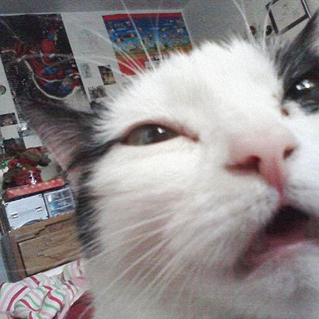 Here's a kitty, there's a kitty, and another little kitty, fuzzy kitty, funny kitty, kitty, kitty, MOM!