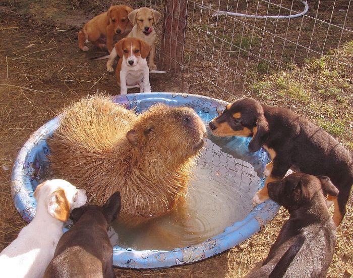 Alright, so you already have a dog, two cats, a budgie, a turtle and some fish… wondering what strange and wonderful animal you should get next? Take this quiz to find out:
